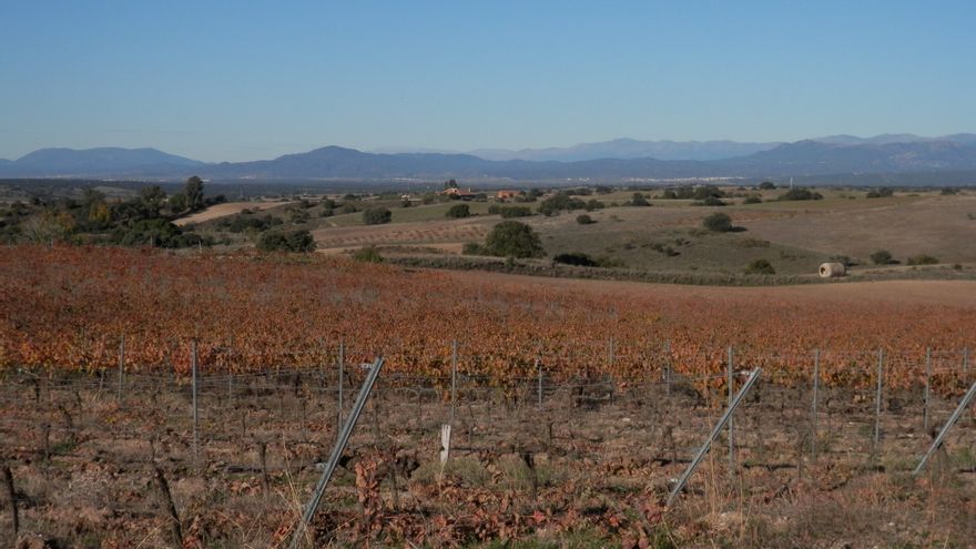 Viñedo que podría ser expropiado para el proyecto de Prodiel 'Ebisu II'