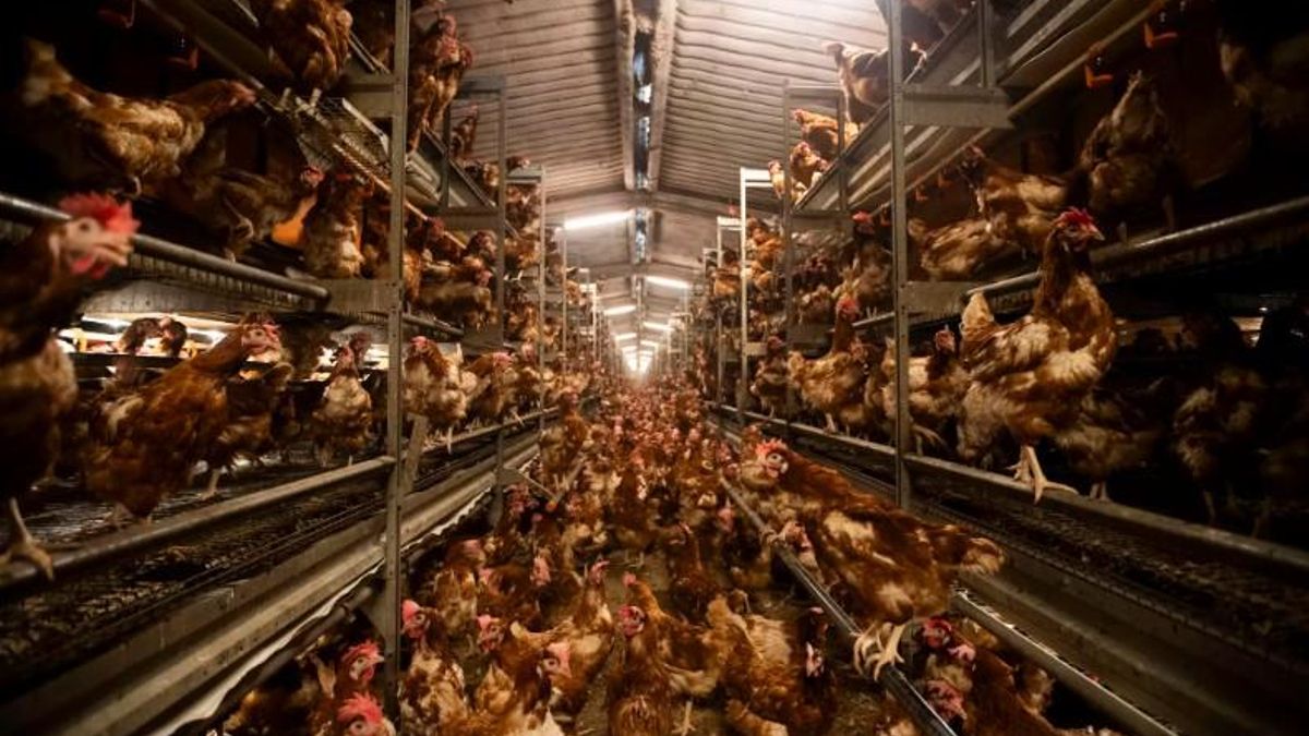 Gallinas camperas en una de las naves de la granja de Son Perot