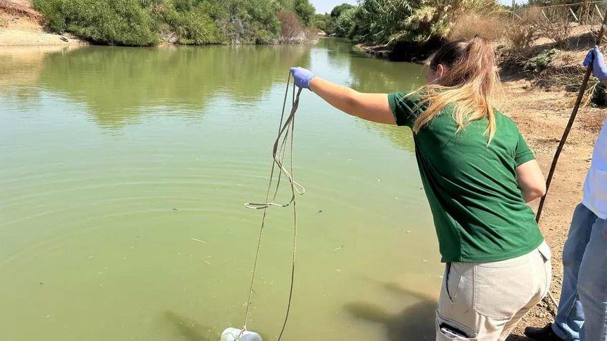 La Junta detecta nuevas aves muertas en Córdoba, aunque descarta ya algunos casos por gripe aviar