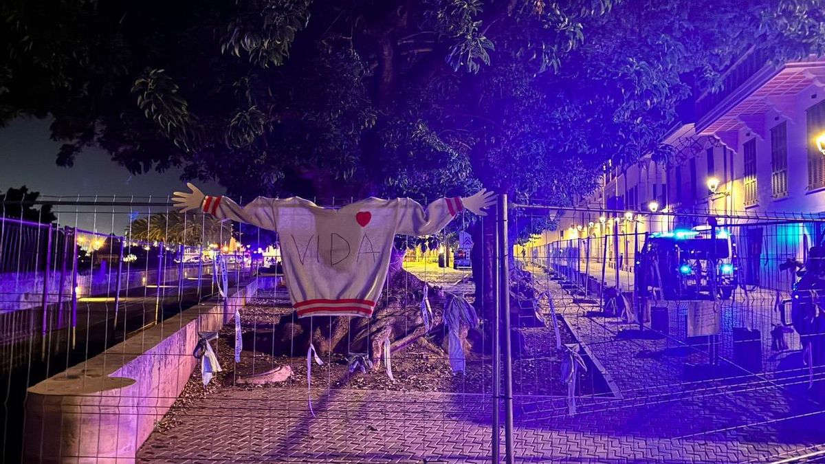 La Plaça Llorenç Villalonga, poco antes de que comenzara la tala.