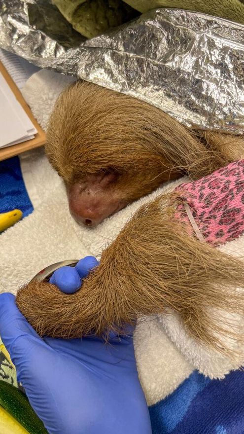 Bandit vivió sus últimos días presentando signos de letargo, deshidratación y desequilibrios nutricionales y electrolíticos, además de algunos problemas gastrointestinales. Foto: cortesía Central Florida Zoo