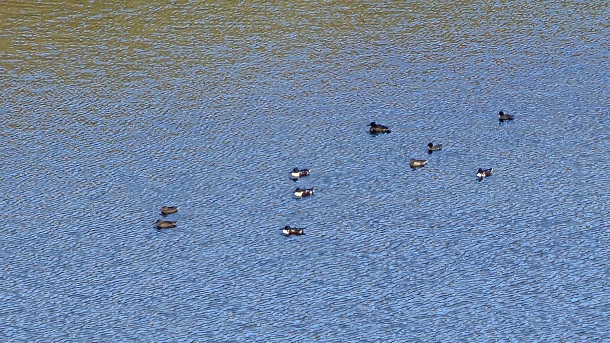 Aves en el embalse de Selga de Ordás.