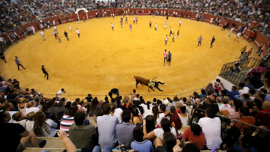 PACMA al·lega davant l'ONU que el Govern espanyol "pot prohibir" l'entrada de menors als bous