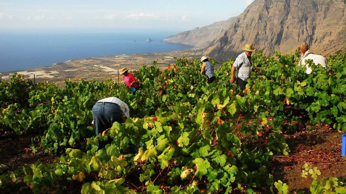 Bodegueros de Canarias aplauden el acuerdo UE-Mercosur: “Una oportunidad relevante” para exportar vino de calidad