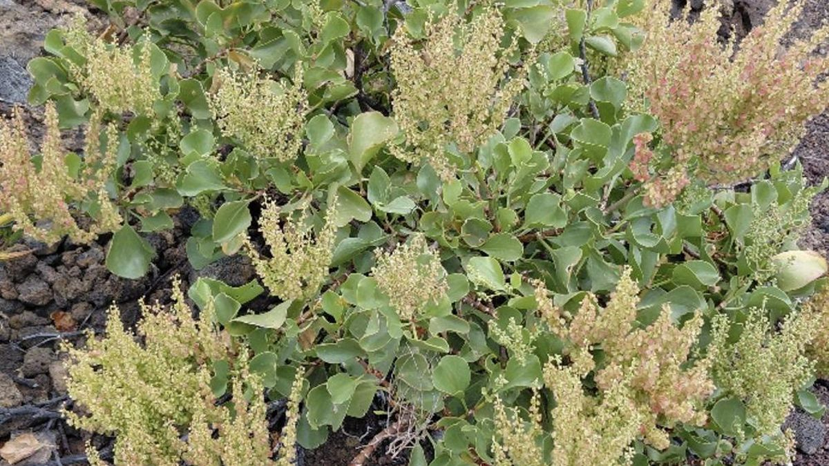La vinagrera o calcosa (Rumex lunaria / Polygonaceae)