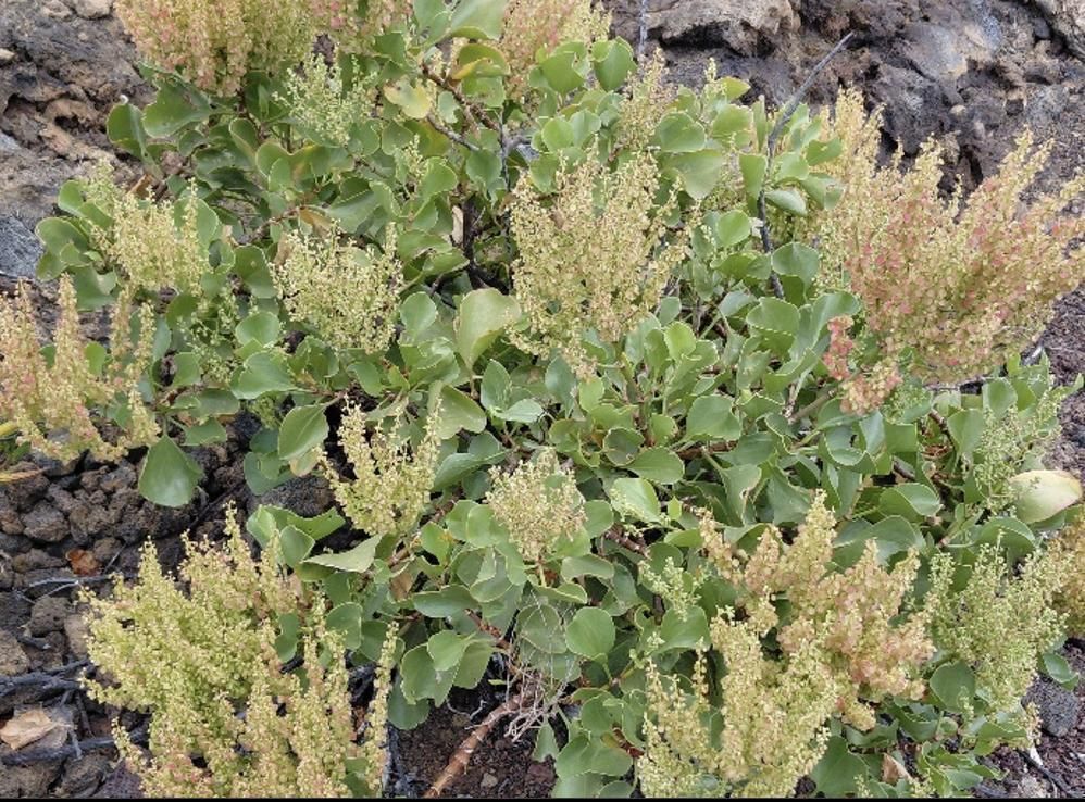Rumex lunaria es muy abundante en Canarias, excepto en Fuerteventura. Foto: PLPP.