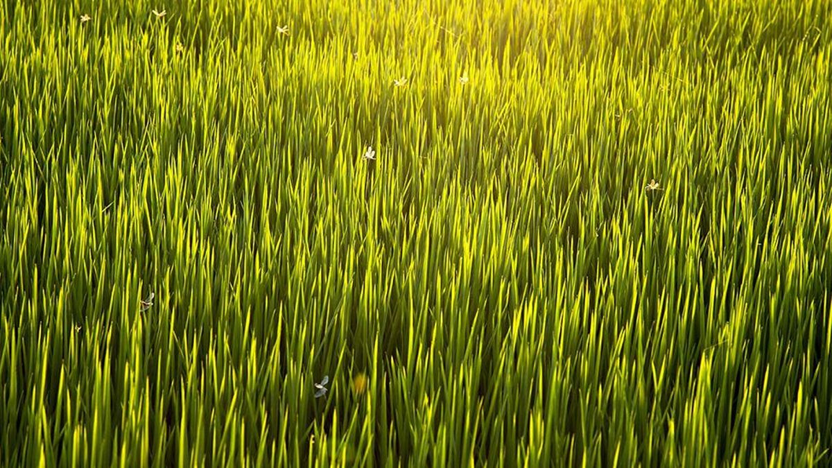 El arroz de Extremadura se ahoga con precios por debajo de los costes de producción