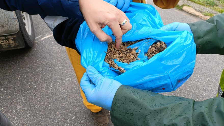 Pélets recogidos en la playa de Canallave, en Liencres