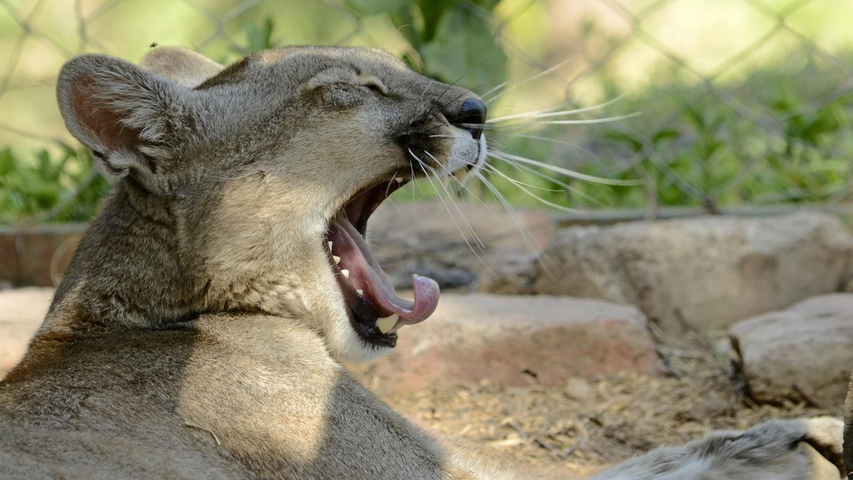 Este puma vive en Pumakawa luego de ser rescatado.