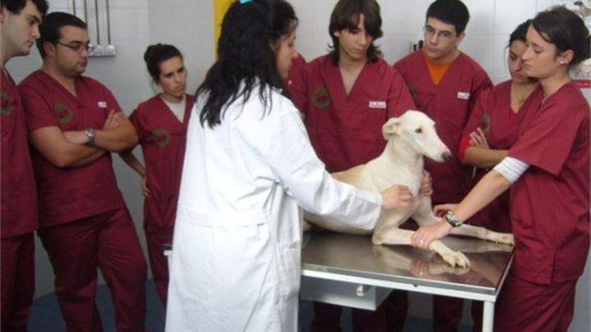 La UCO escala al puesto 40 mundial en Veterinaria y se consolida entre las mejores en Agronomía