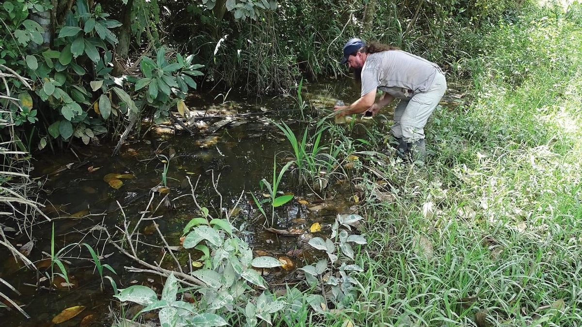 Humedal temporal en Llano de Moxos donde fue hallado Moema claudiae en 2024. Crédito: extraído de Nature Conservation