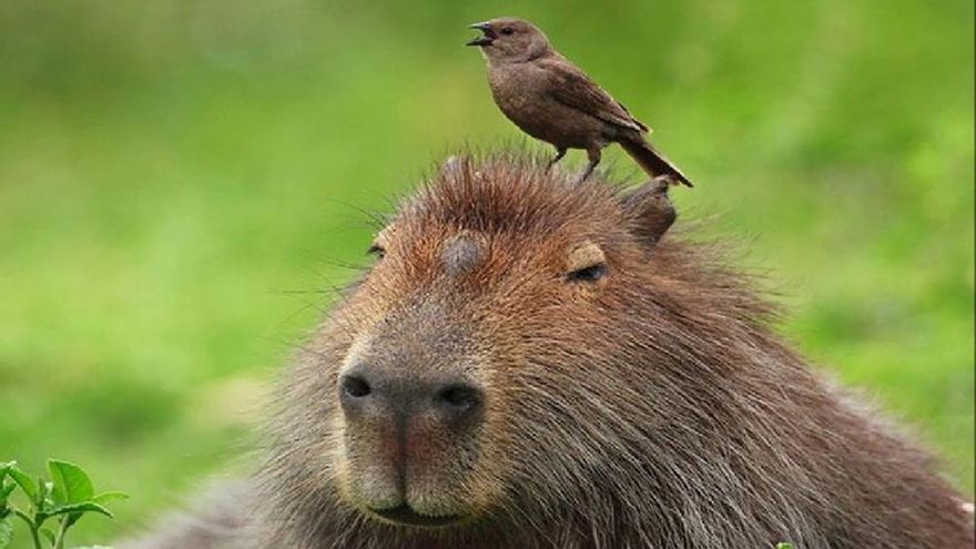 El avance de los countries sobre los humedales, la razón de la "rebelión de los carpinchos"