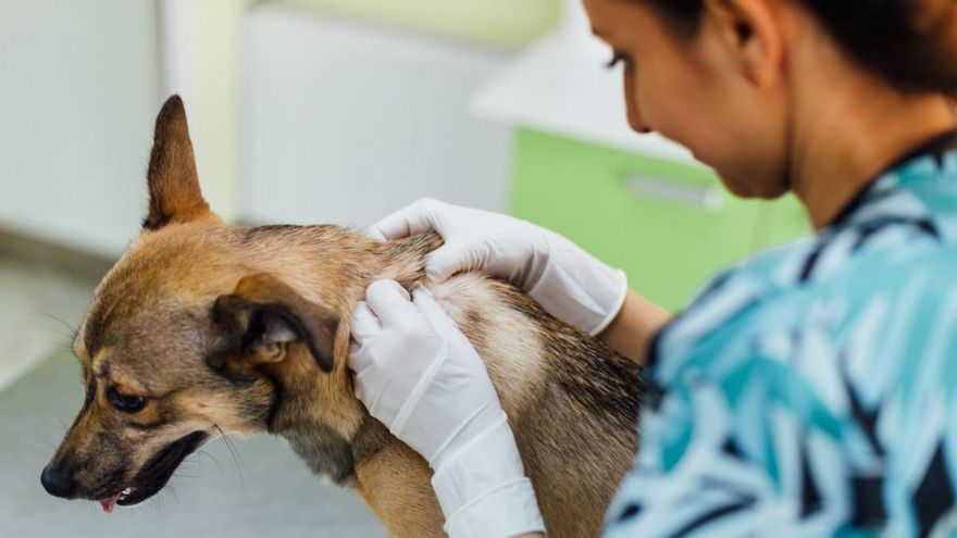 Día del protector animal, ¿por qué se celebra cada 17 de enero?