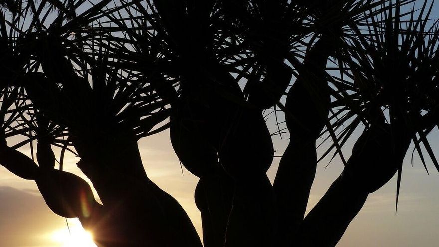 Fotogalería | El drago