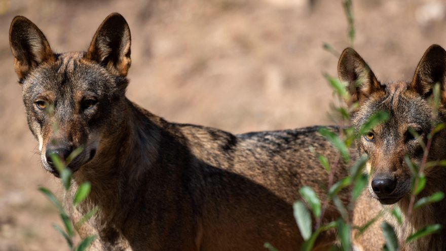 La invasión del lobo que nunca ocurrió: la población se mantiene estable desde que se prohibió su caza