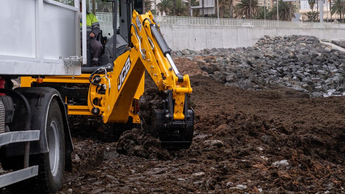 Retirada de algas invasoras en San Cristóbal, este mes.