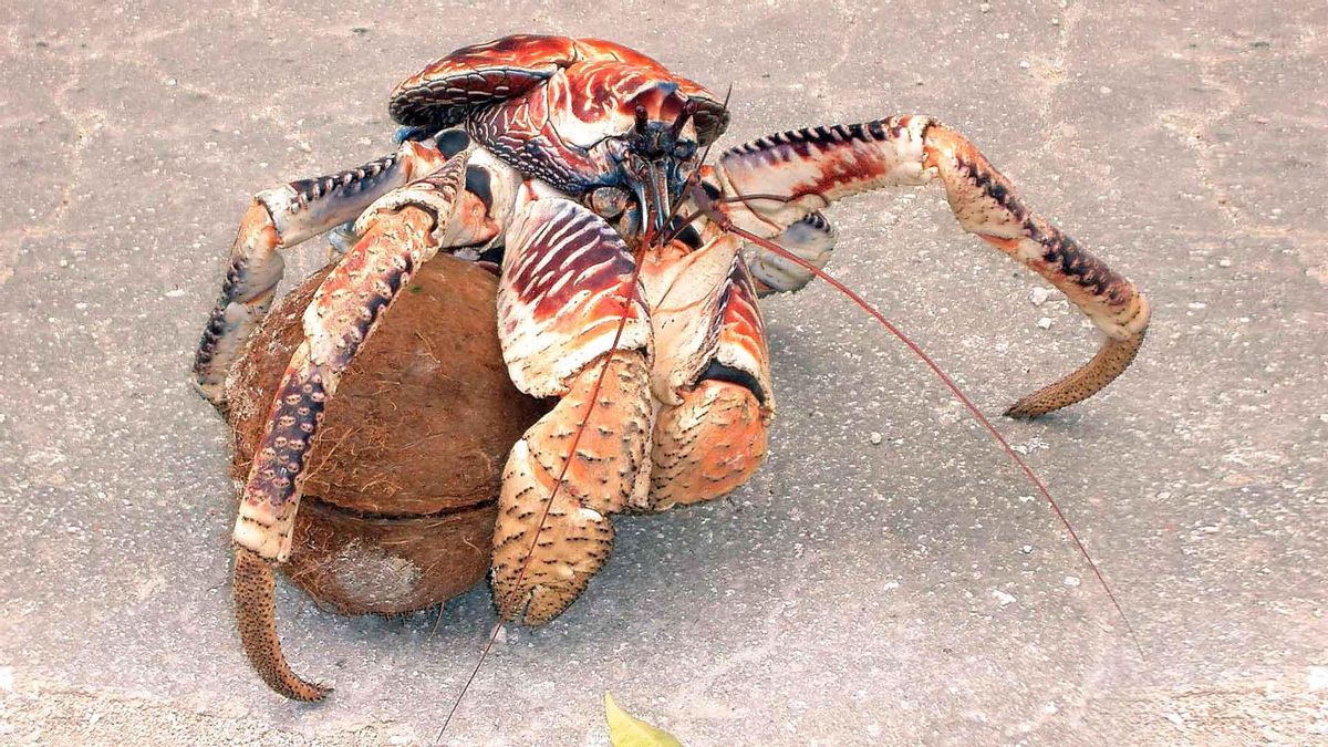 Este cangrejo golpea de forma constante y calculada los poros de germinación del coco con sus pinzas principales hasta traspasar la cubierta