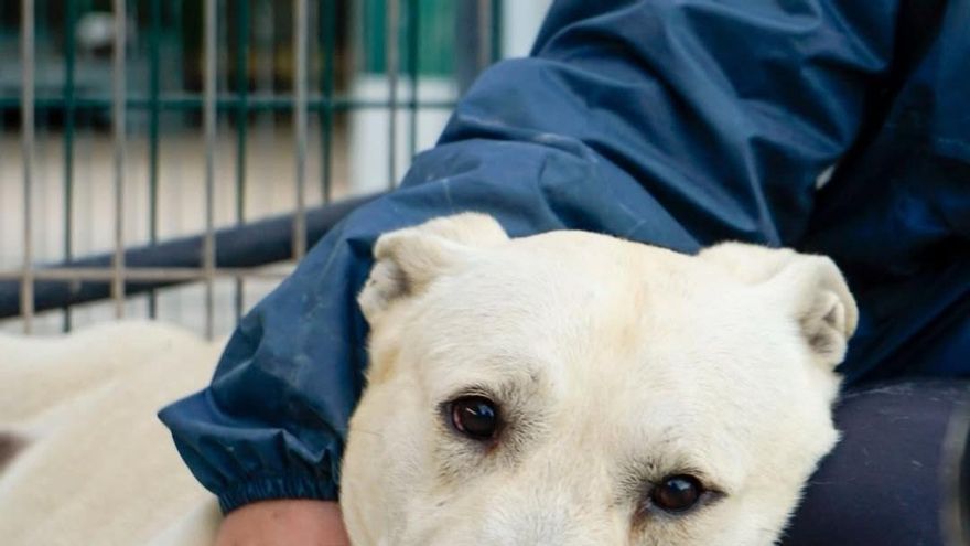 El incombustible Mufi, el perro que lidia con una enfermedad neurológica y que sigue buscando familia