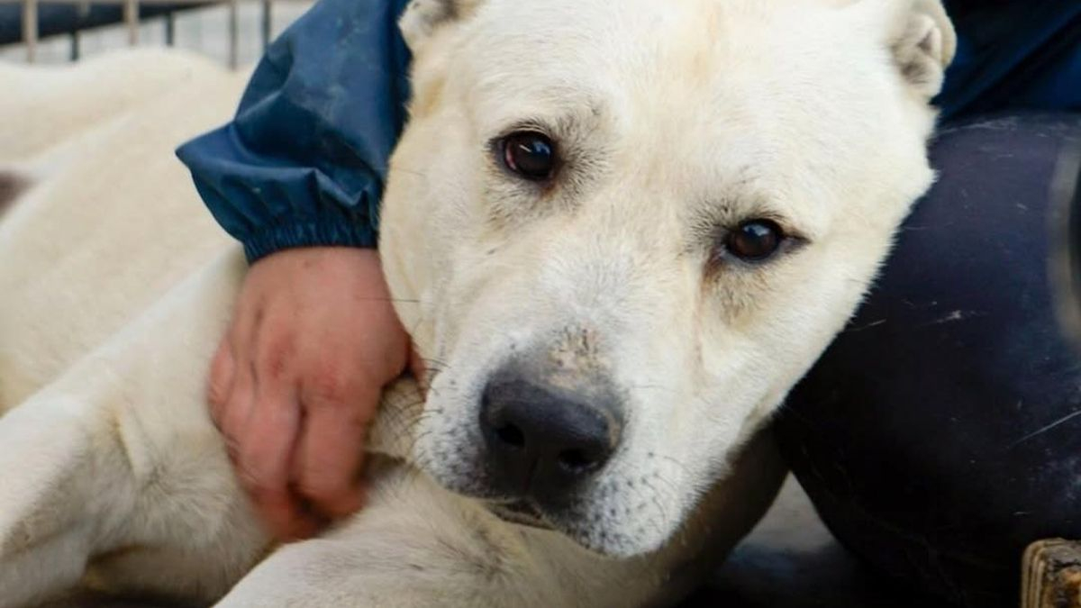 El incombustible Mufi, el perro que lidia con una enfermedad neurológica y que sigue buscando familia