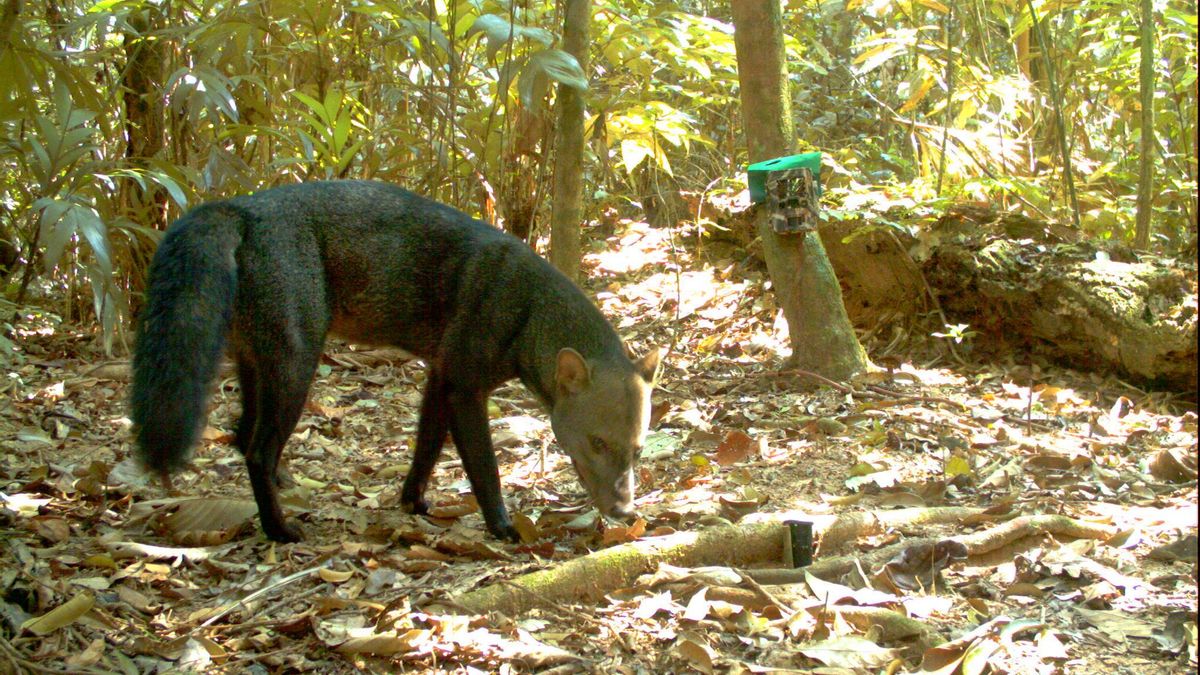 ESTUDIO | Bolivia: reúnen por primera vez más de 4000 fotos del perro fantasma, el cánido más huidizo de la Amazonía