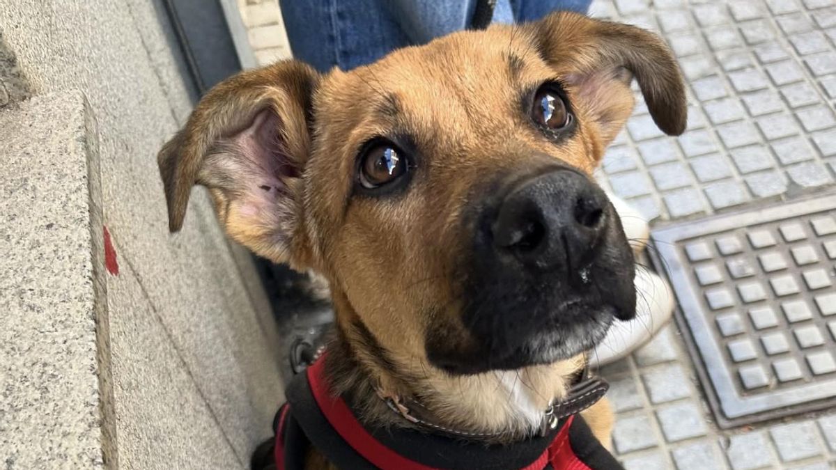 La mala pata de Zula, la perrita que no pudo ser adoptada por las consecuencias de un atropello y que ahora busca una familia