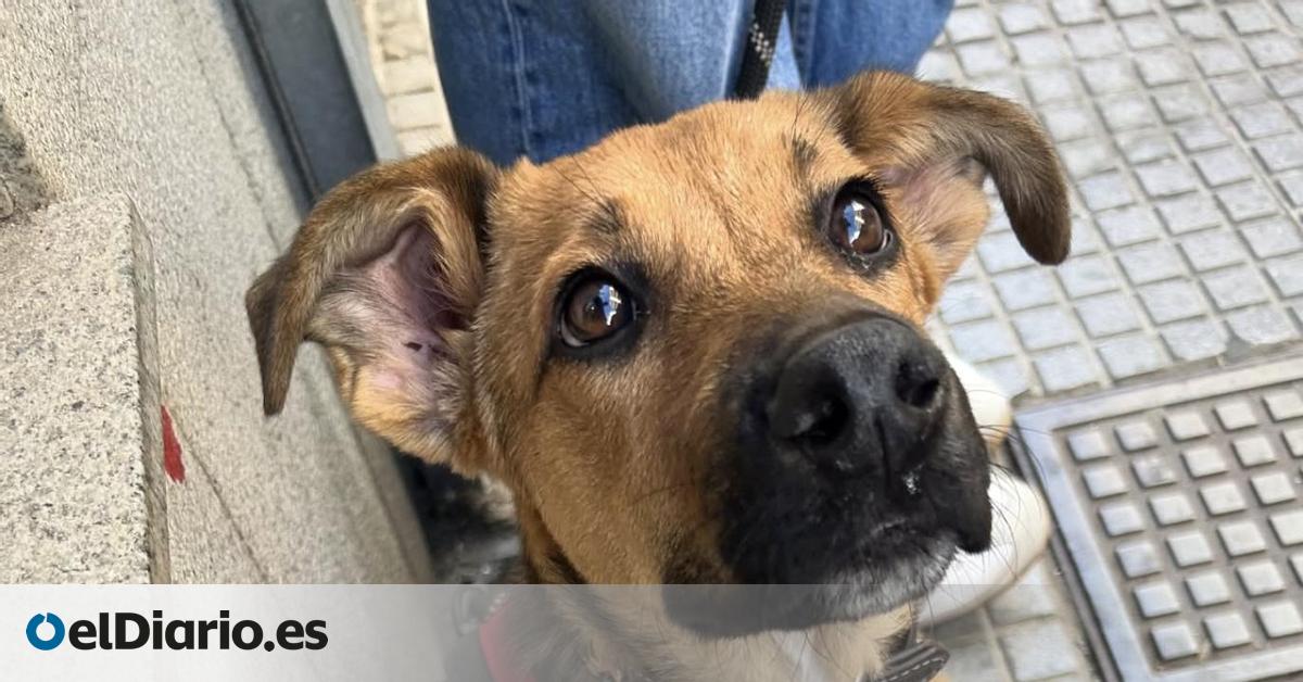 La mala pata de Zula, la perrita que no pudo ser adoptada por las consecuencias de un atropello y que ahora busca una familia