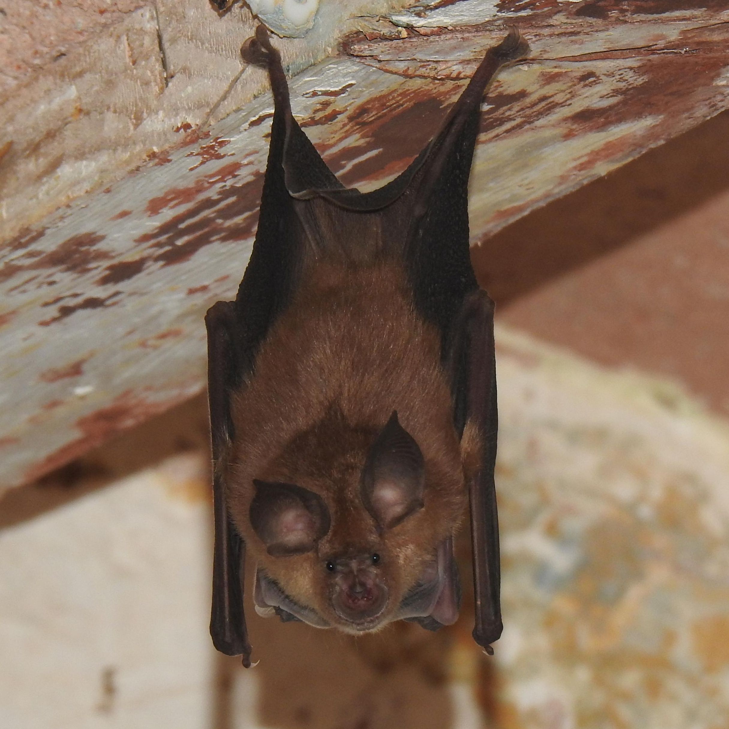 Murciélago de herradura