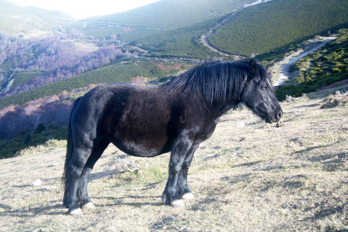 Un imponente ejemplar de caballo asturcón en una ladera de una montaña.