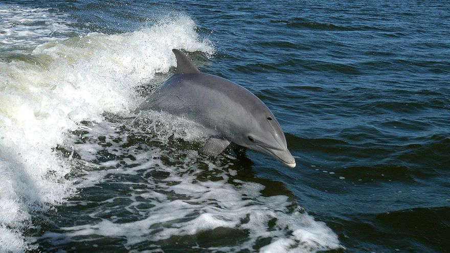 Los delfines dependen cada vez más de los barcos de pesca para alimentarse y esto no es una buena noticia