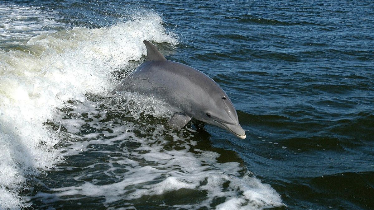 Los delfines dependen cada vez más de los barcos de pesca para alimentarse y esto no es una buena noticia