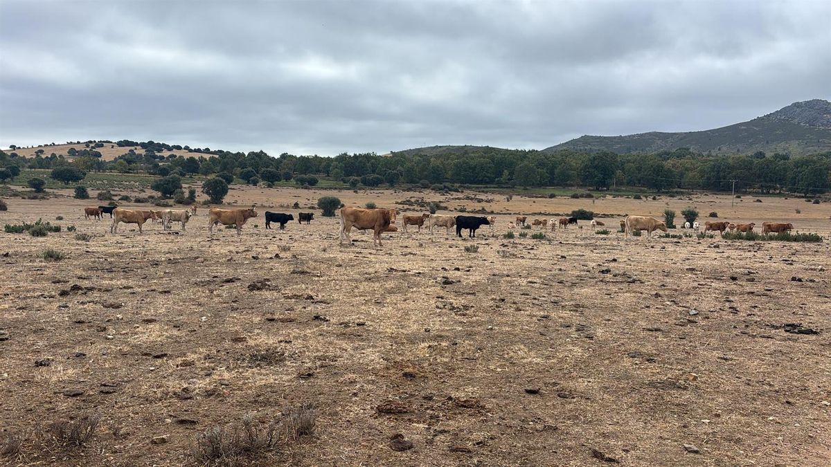 Ganaderos de la Sierra Norte reclaman más "cuidado forestal" y cortafuegos tras el incendio de Peñalba