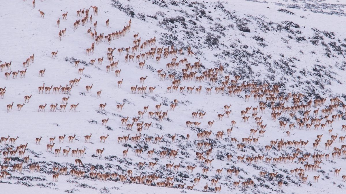 Los guanacos provienen del Parque Nacional Patagonia.