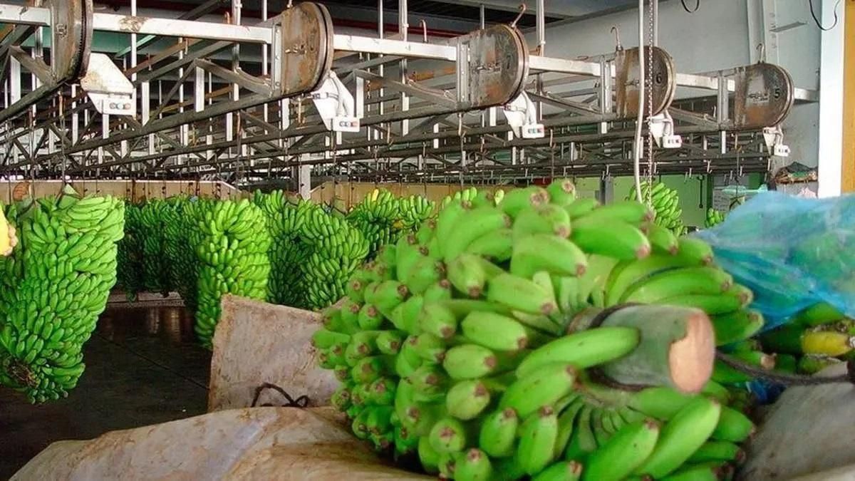 Las liquidaciones de precios a los plataneros locales por ventas en agosto, la misma ruina que en julio