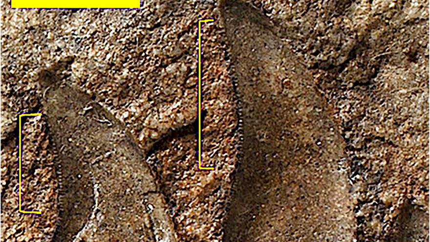 Un fósil olvidado en un bloque de arenisca revela un nuevo género de dinosaurio carnívoro