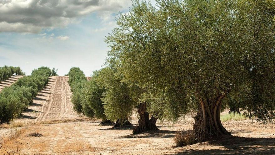 El camino de la revolución digital para que llegue hasta el último olivarero
