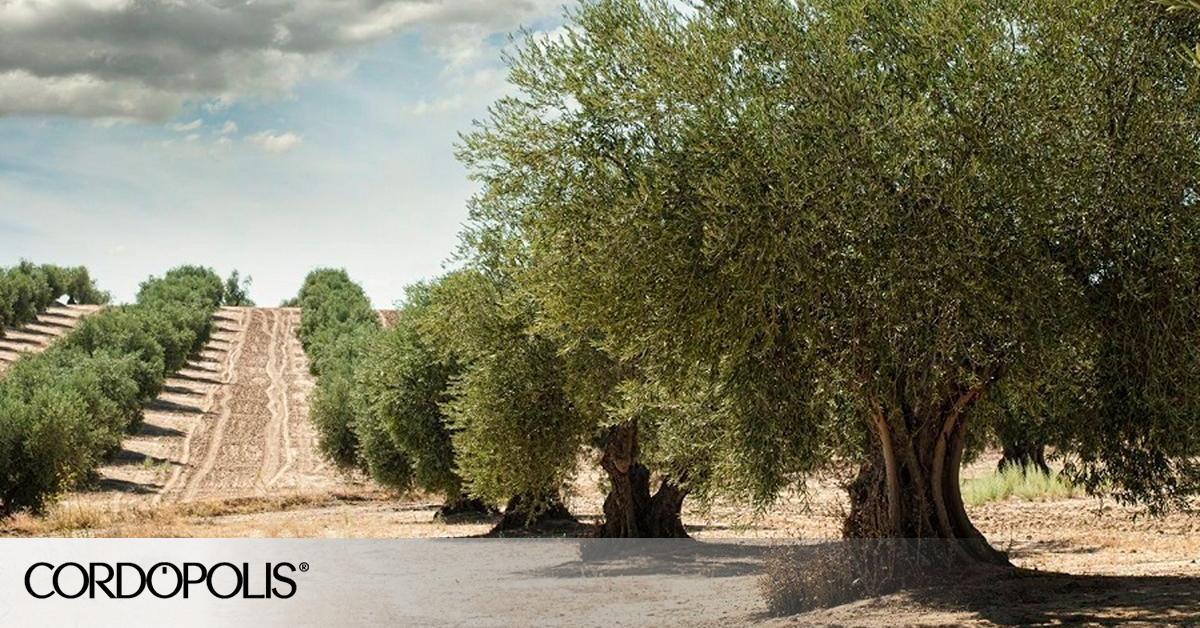 El aceite, más caro ante la previsión de que la próxima cosecha no sea tan buena
