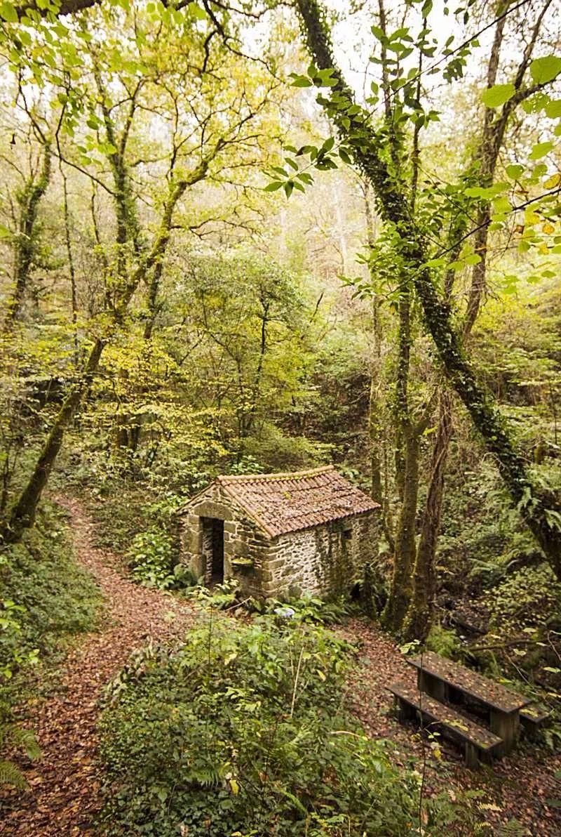 El itinerario atraviesa un fantástico bosque de Ribera.