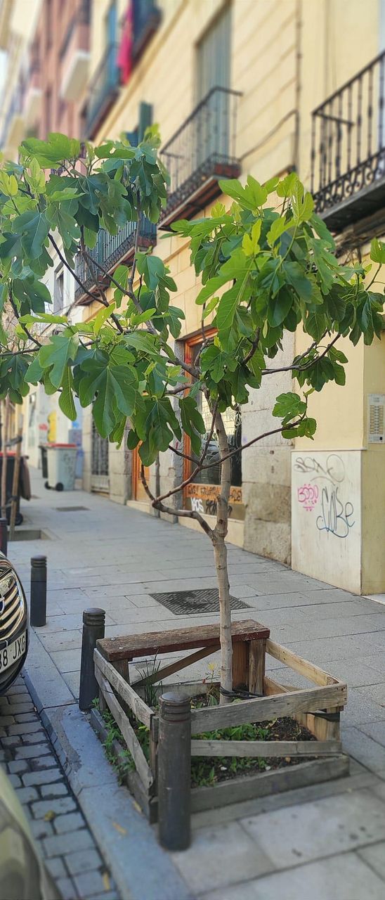 La higuera de la calle Santa Isabel