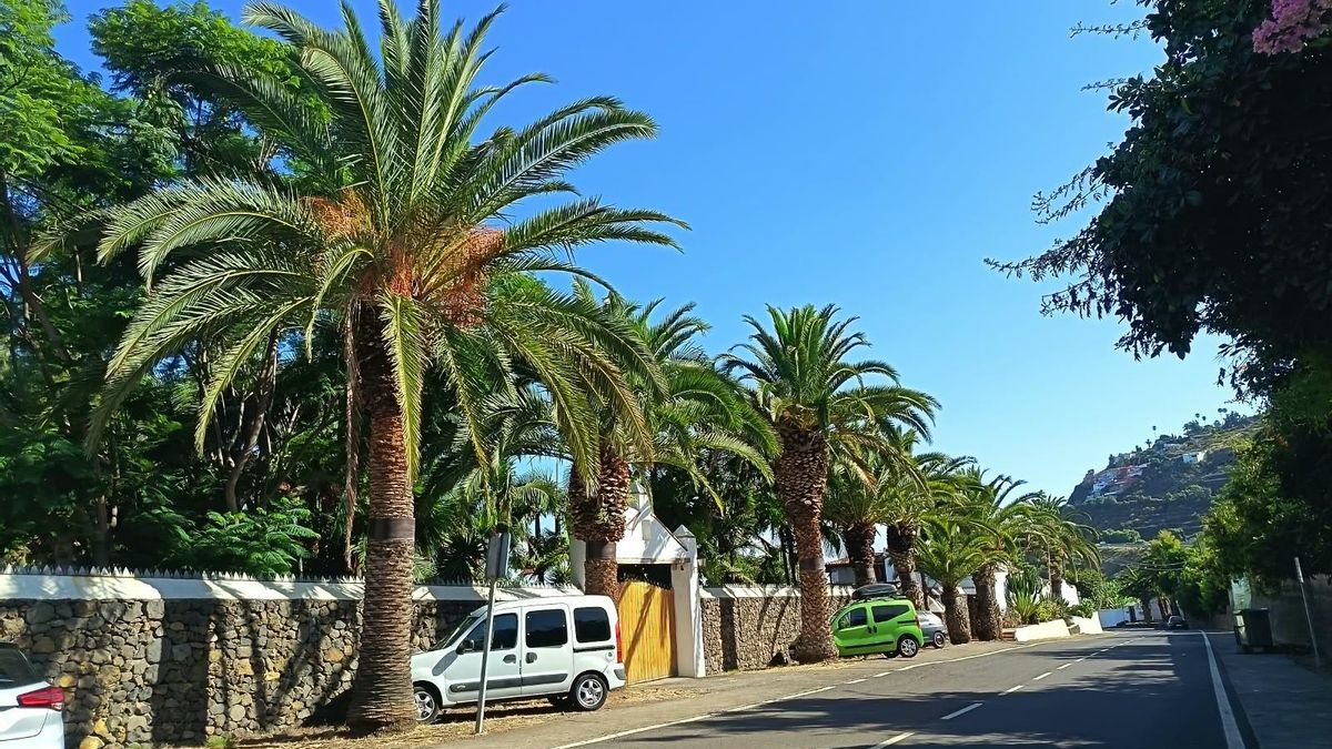El Cabildo de Tenerife recula y priorizará la conservación de las palmeras en su plan para mejorar el acceso a un paraje natural de La Orotava