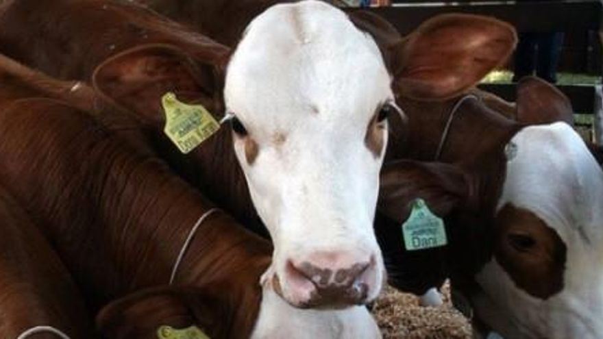 El Gobierno permitió el ingreso de carne con hueso a la Patagonia y desató un nuevo enfrentamiento