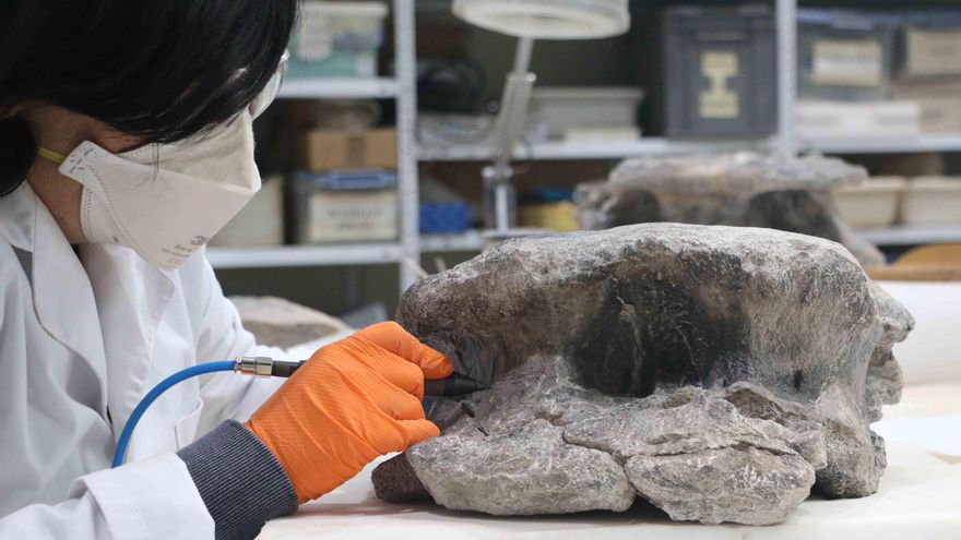 Hallados nuevos fósiles de otro gran dinosaurio en Teruel