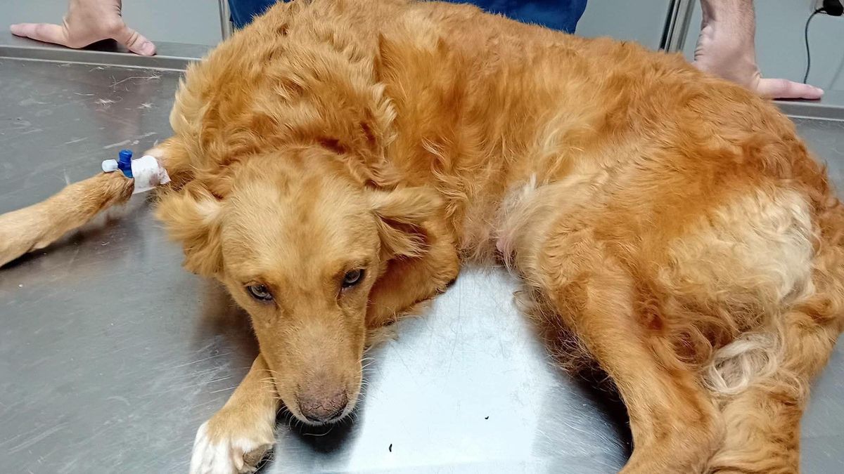 Denuncian los disparos recibidos por una perra preñada que estaba abandonada
