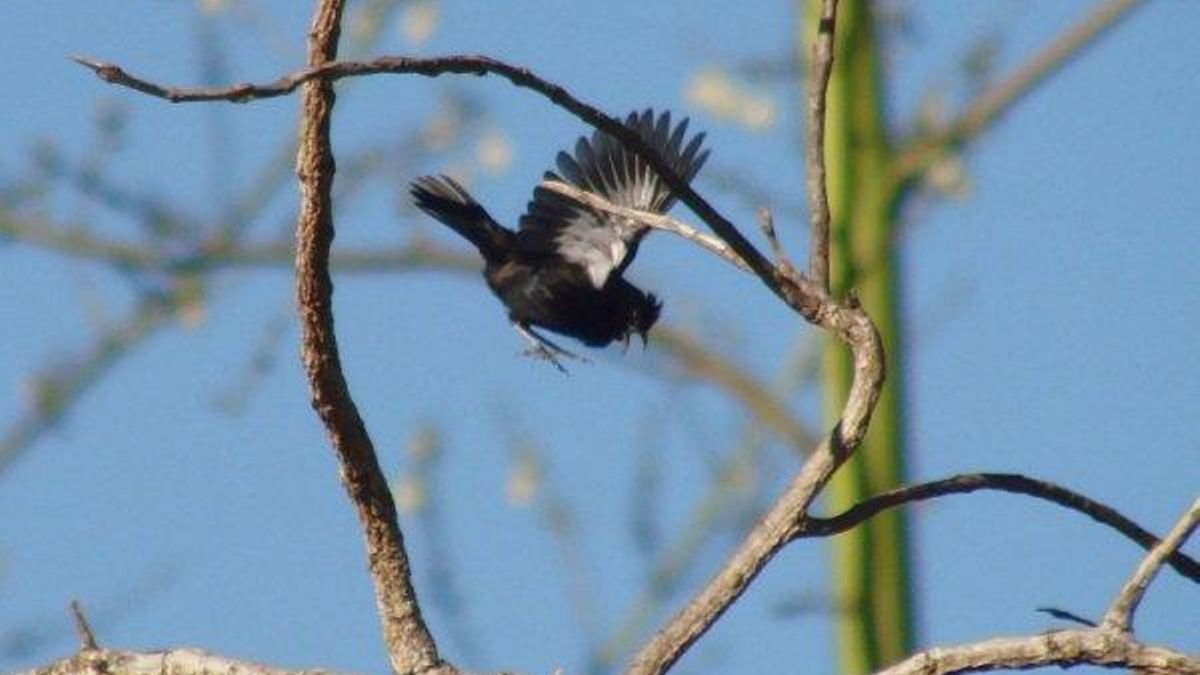 Un estudio de la UCO muestra la relación entre enfermedad y reproducción de las aves