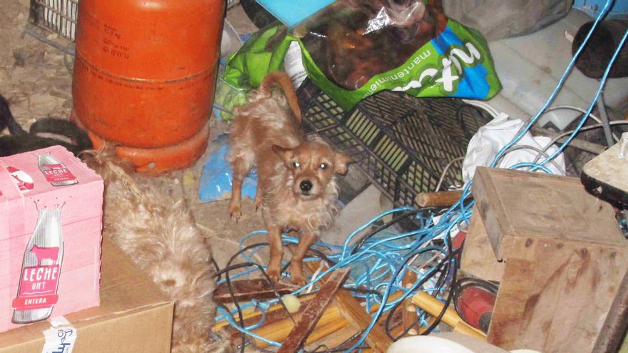 PP y Vox tumban la ley de protección animal en La Rioja que se aprobó por una iniciativa ciudadana en 2018