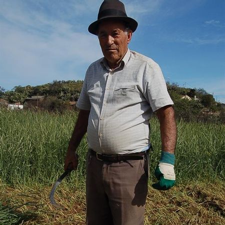 Imagen cedida por el arqueólogo Jacob Morales del agricultor Manuel Quevedo Reina, cosechando cebada en una tierra de Las Lechuzas, en San Mateo (Gran Canaria).
