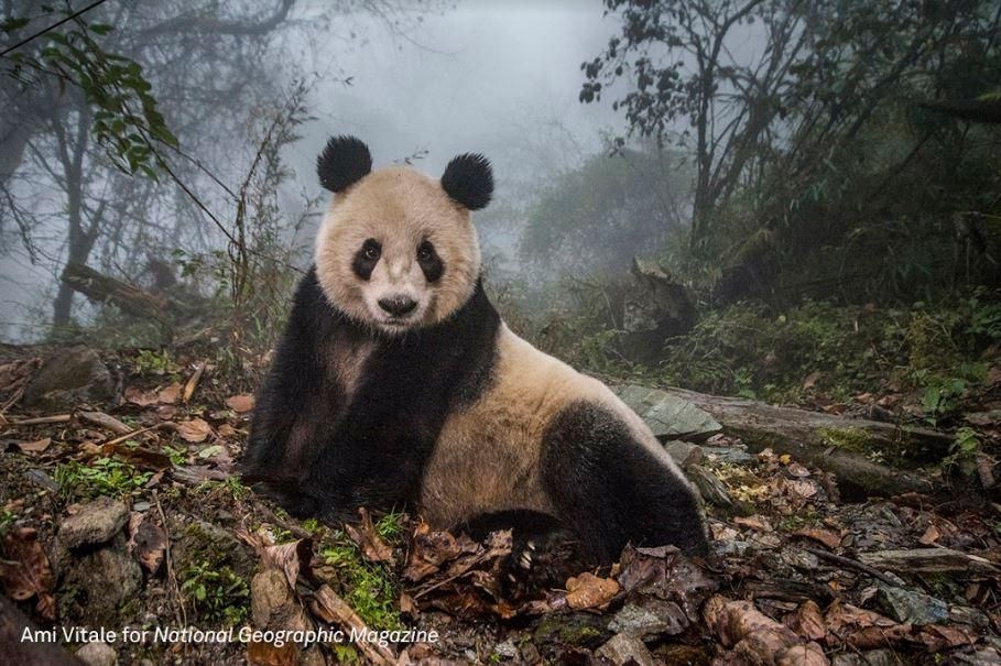 Pandas Gone Wild / Ami Vitale, USA, for National Geographic Magazine
