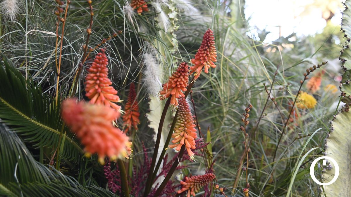 Instalación de Emily Thompson en Flora 2024 en el patio de los Naranjos
