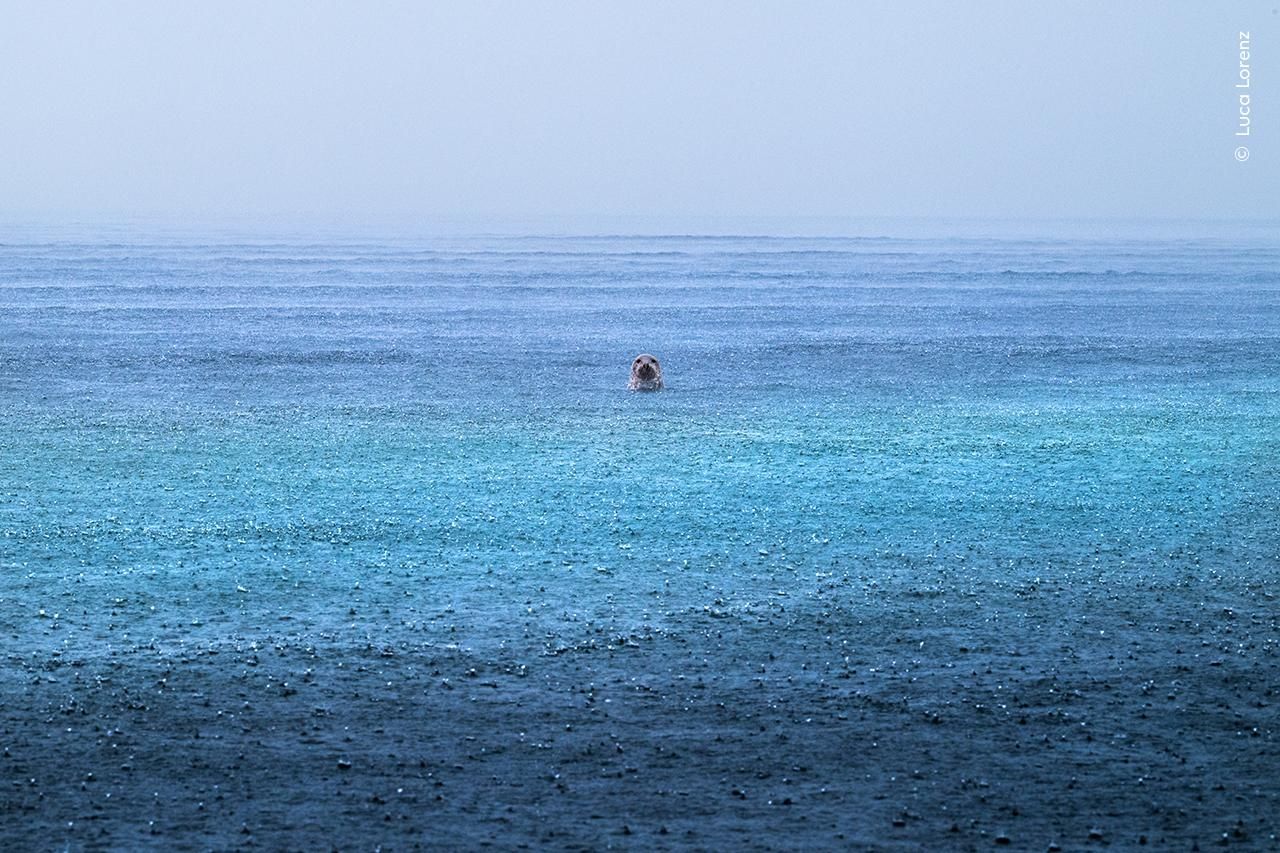 'Serenidad de foca', Premio Rising Star