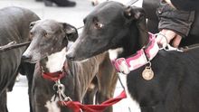 Siete razones para adoptar un perro de protectora