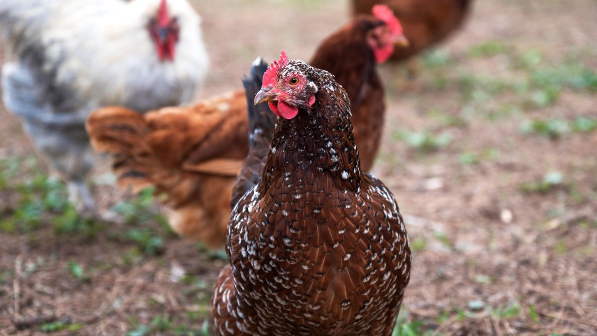 El misterio del color de la cáscara del huevo reside principalmente en la genética del animal, es decir, en la raza de la gallina que lo pone